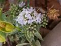 Blue mint bush